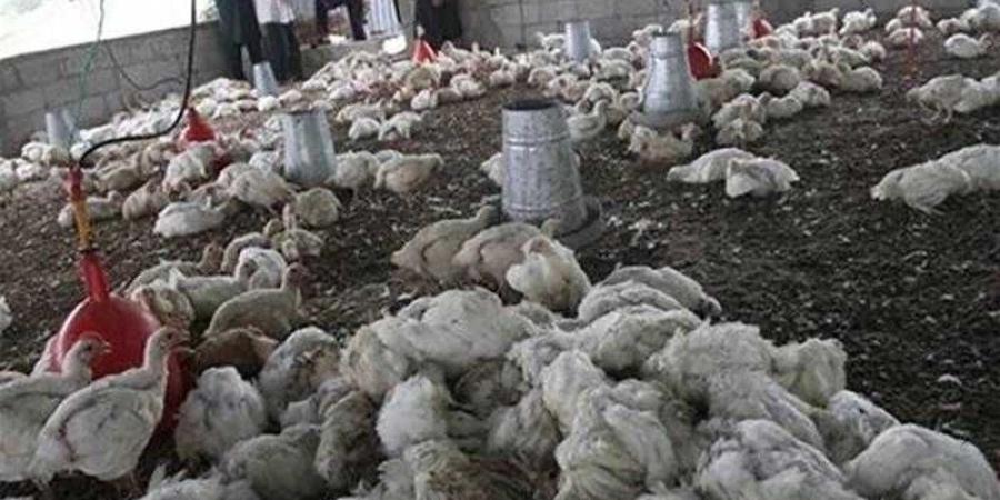 مجلس
      الوزراء
      يكشف
      حقيقة
      وجود
      متحورات
      وفيروسات
      وبائية
      منتشرة
      بين
      الدواجن