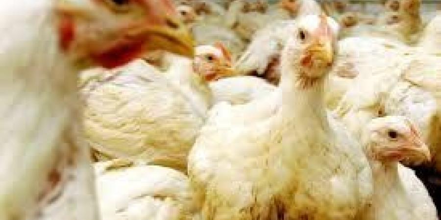 انفلونزا
      الطيور..
      البرازيل
      تعلق
      صادرات
      الدجاج
      إلى
      الصين
      وأوروبا
      والأرجنتين