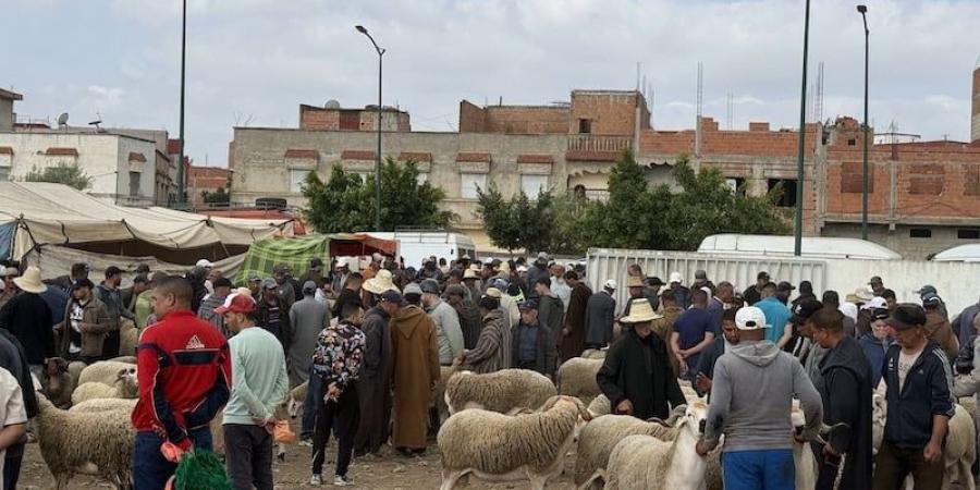 شراء
      الأكباش
      ينتعش
      بالقصر
      الكبير