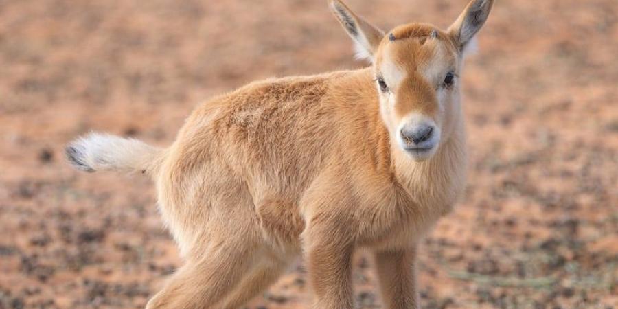 ولادة
      74
      حيوانا
      بريا
      مهددا
      بالانقراض
      في
      السعودية