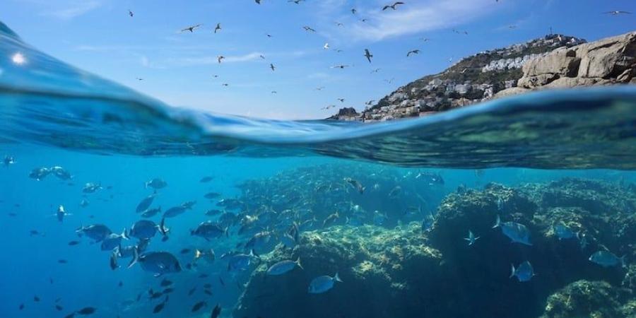 اليوم
      العالمي
      للمحيطات
      يستحضر
      جهود
      المغرب
      في
      حماية
      البيئة
      البحرية