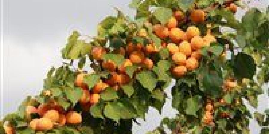 توصيات
      فنية
      من
      وزارة
      الزراعة
      لمزارعي
      محصول
      المشمش
      خلال
      شهر
      يونيو